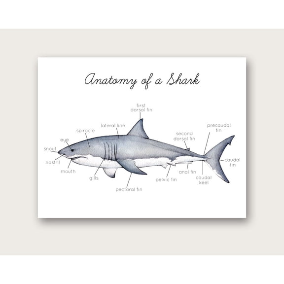 Anatomy Of A Shark Wall Art Print, Unframed Paper Poster 8x10in