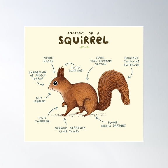 Anatomy Of A Squirrel Poster Wall Art, Modern Wall Decor, 8x12 UNFRAMED