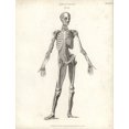 thumbnail image 1 of Anatomy Of Human Musculature Poster Print By ® Florilegius Mary Evans (24 X 36), 1 of 4