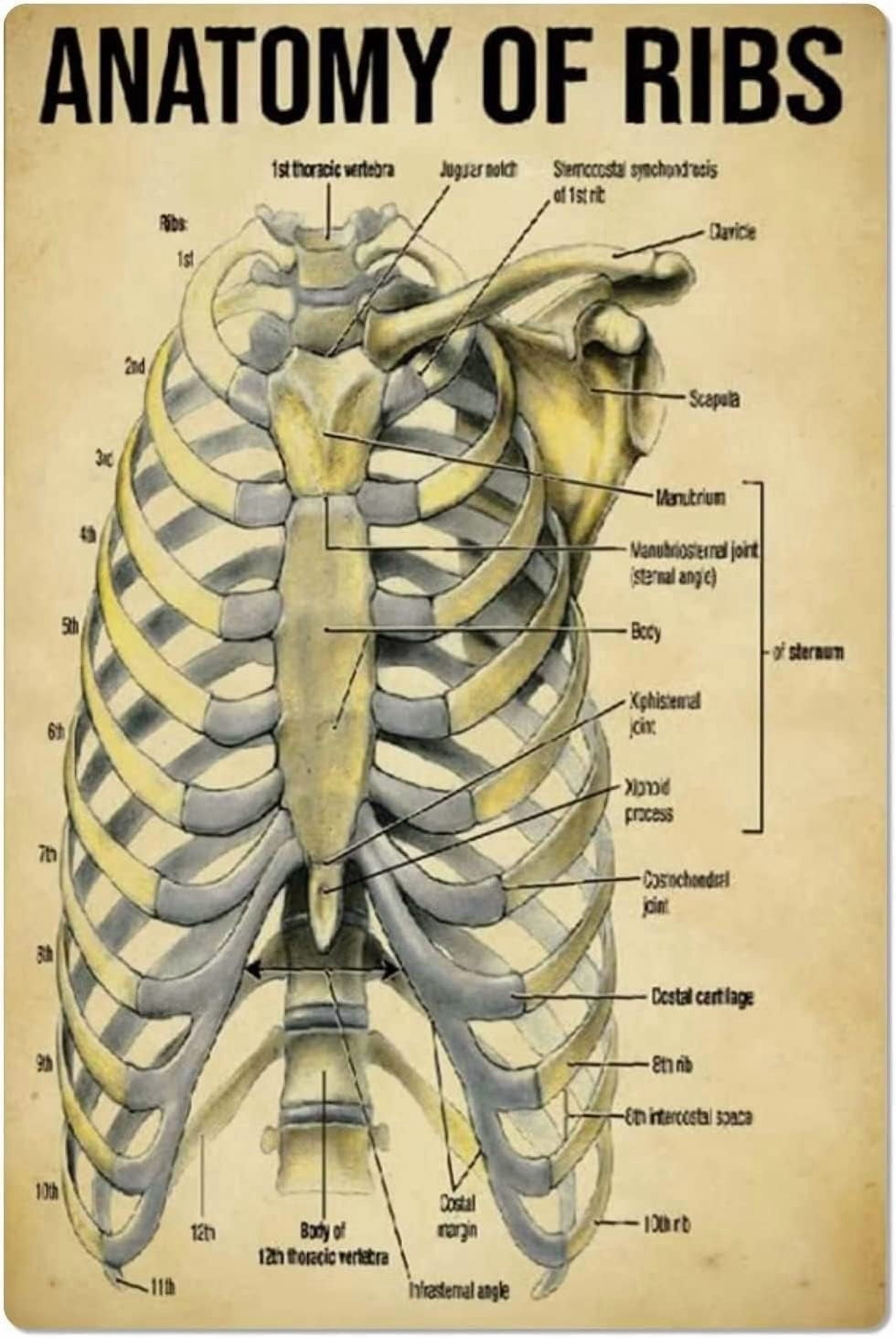 Che Rib Poster Anatomy Of Ribs Metal Tin Signs Wall Decor Human Anatomy Knowledge ...