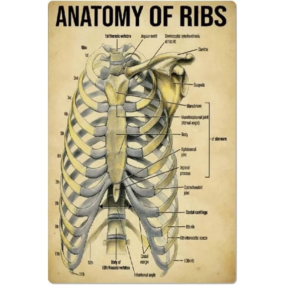 Poster Ribs Anatomy Of Ribs Metal Tin Signs Wall Decor Human Anatomy Knowledge ...