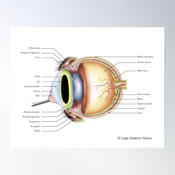 Anatomy Of The Feline Eye Poster Wall Art, UNFRAMED PAPER POSTER, Home Decor, Vintage Gift, Living Room Dercor