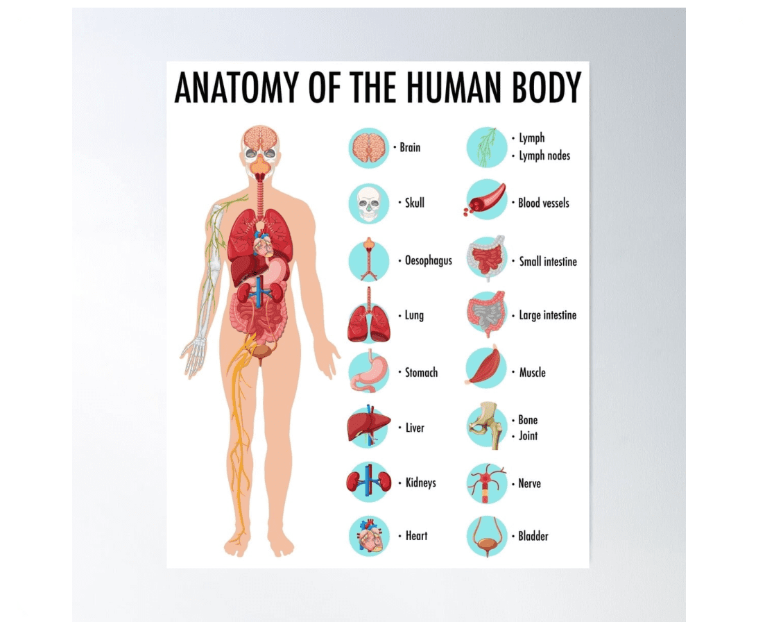 Anatomy Of The Human Body Human Organs Educational Chart Poster Wall ...