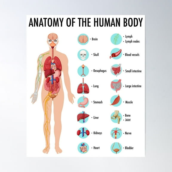 Anatomy Of The Human Body – Human Organs Educational Chart Poster Wall Art, Modern Wall Decor For Living Room Bedroom, 8x12 UNFRAMED