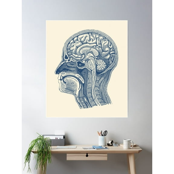 Anatomy Of The Human Brain Poster Wall Art, Modern Wall Decor For Living Room Bedroom, 8x12 UNFRAMED