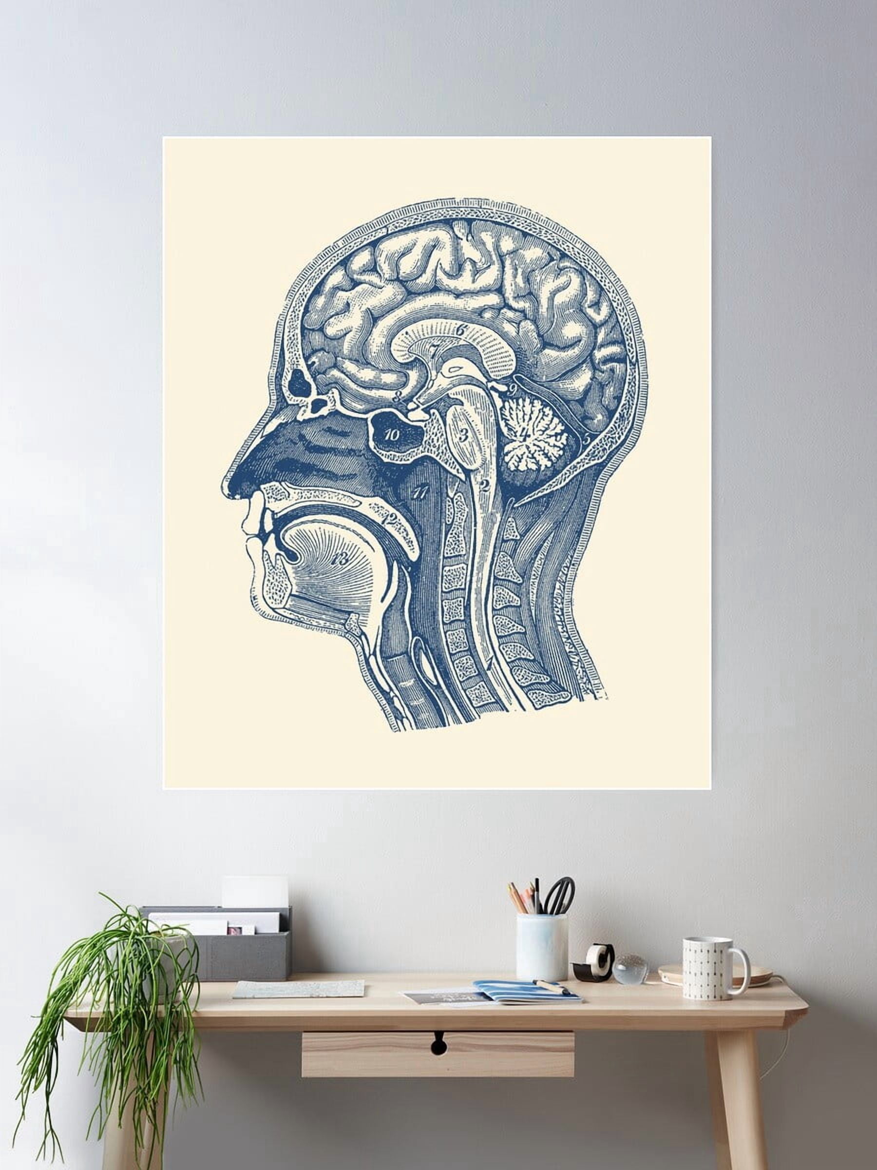 Anatomy Of The Human Brain Poster Wall Art, Poster Only - Walmart.com