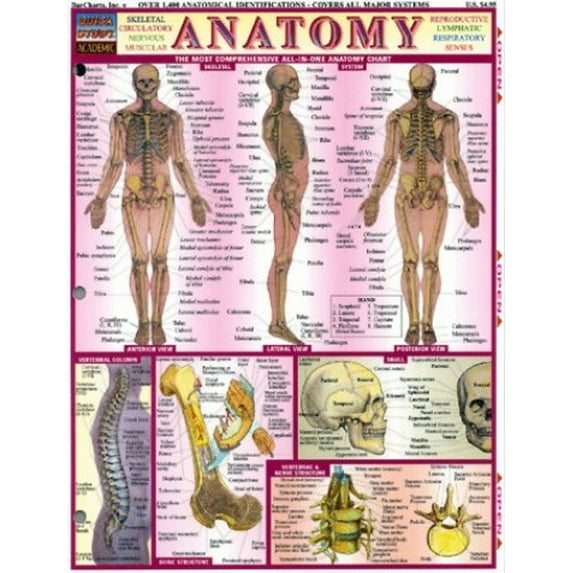 Pre-Owned Anatomy Paperback