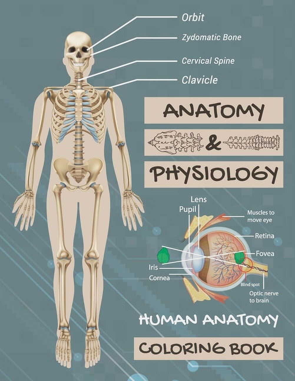 DASCITY PUZZLES Anatomy & Physiology: Human Anatomy Coloring Book: Human Body Coloring Book, The Anatomy Of Coloring Book. (Paperback)