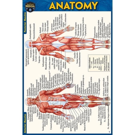 Anatomy Pocket-Sized Reference Guide (4x6 inches) (Edition 2) (Other)