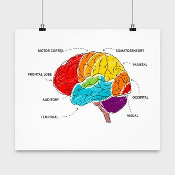 Anatomy Poster, Brain Regions, Biology Wall Art Gift, White 13x13in Poster