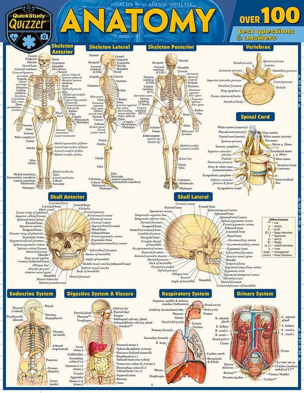 VINCENT PEREZ Anatomy Quizzer : a QuickStudy Laminated Reference Guide (Edition 2) (Other)