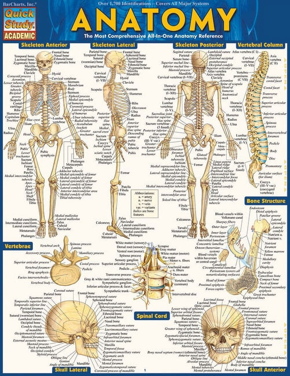 VINCENT PEREZ Anatomy - Reference Guide (8.5 x 11) : a QuickStudy reference tool (Other)