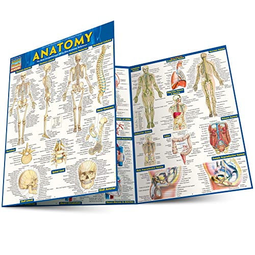 Pre-Owned Anatomy: Quickstudy Laminated Reference Guide (Misc.) 1423222784 9781423222781