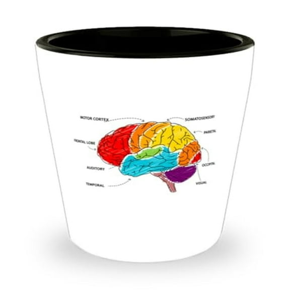 Educational Anatomy Shot Glass with Brain Regions, Unique Biology Gift, Mini Glassware, Compact 1.5oz Cup for Science Enthusiasts and Medical