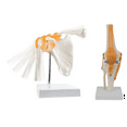 Anatomy Shoulder Joint Model MedicalAnatomy Skeleton, Anatomical