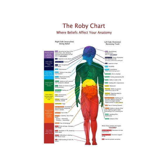 Anatomy Systems Chart Poster Comprehensive Human Body Illustration Science and Medical Reference Educational Wall Decor for Office