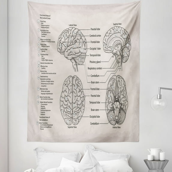 Anatomy Tapestry, Science Biology Diagram of Human Brain Illustration, Fabric Wall Hanging Decor for Bedroom Living Room Dorm, 5 Sizes, Pale Eggshell Pale Tan, by Ambesonne