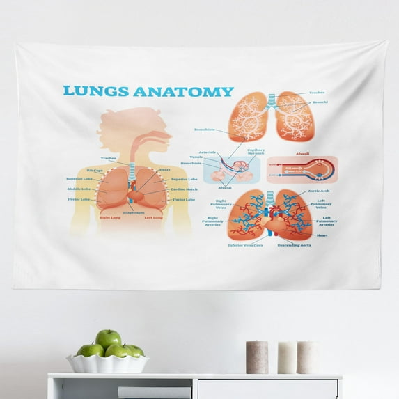 Anatomy Tapestry, Science Reflex Arc Spinal Cord Parts Illustraiton, Fabric Wall Hanging Decor for Bedroom Living Room Dorm, 2 Sizes, Sea Blue Pale Peach, by Ambesonne