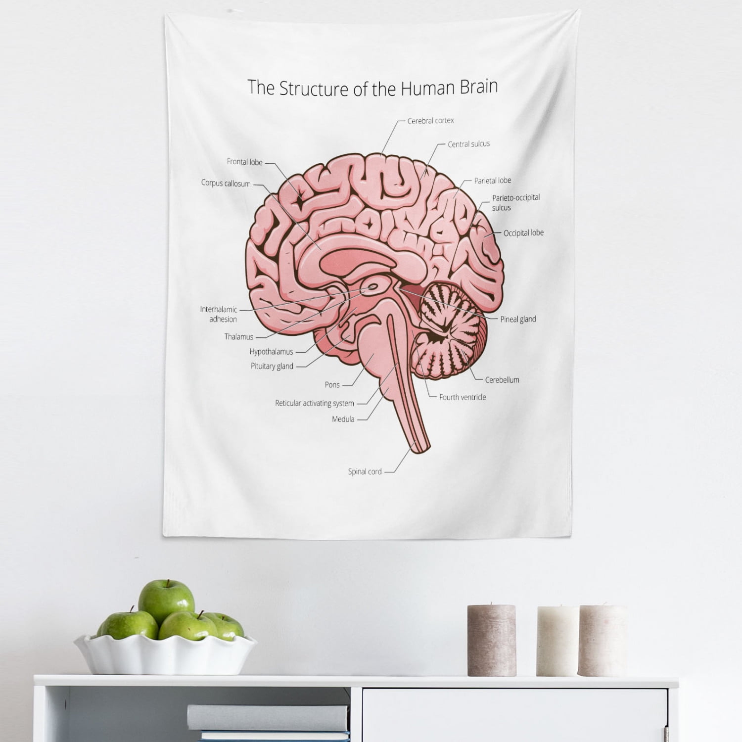 How Can We Reduce the Aging of Our Brain? | Longevity, image size:1500x1500