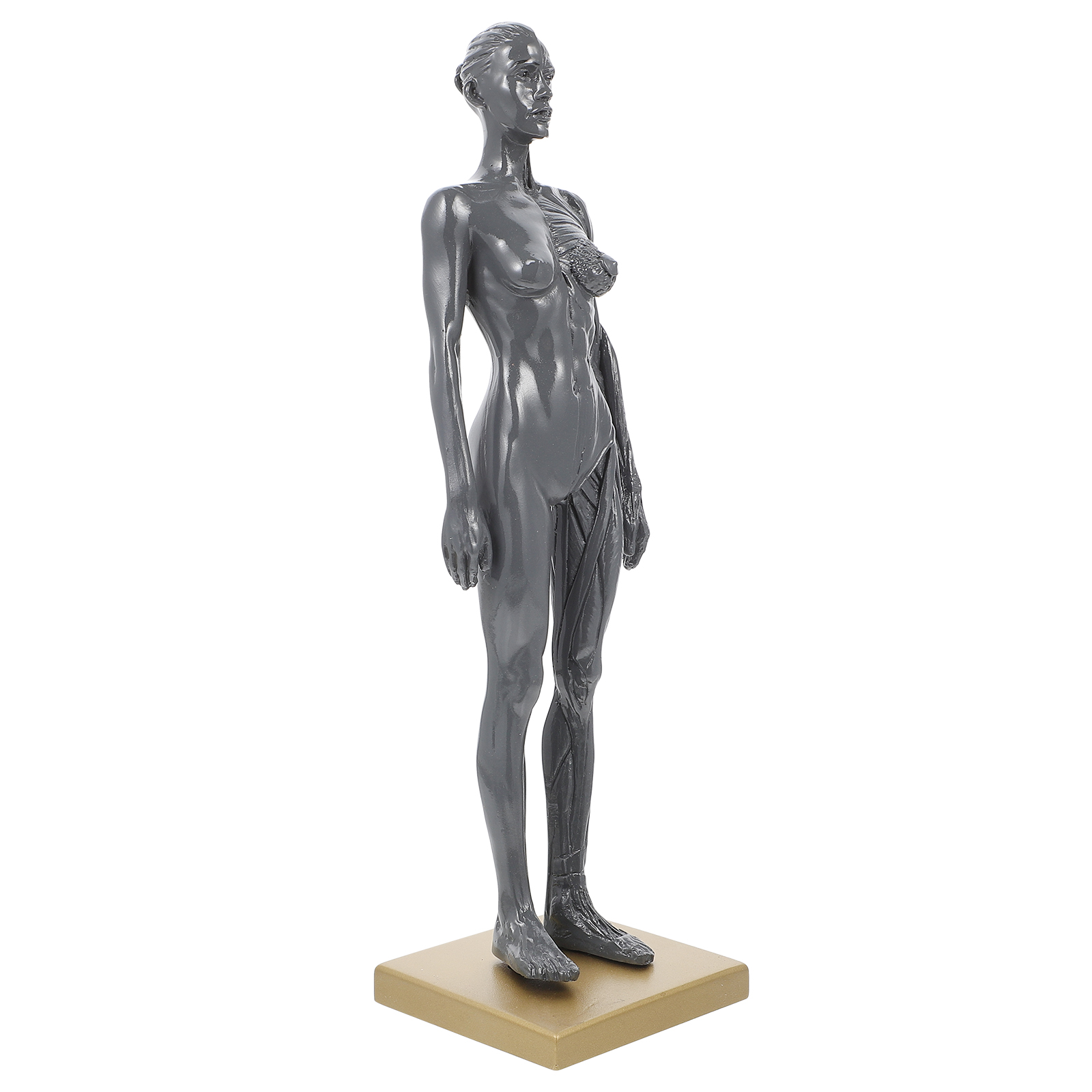 Anatomy Teaching Tool Muscle Structure Model Mannequin Human Body Anatomical Bone Resin