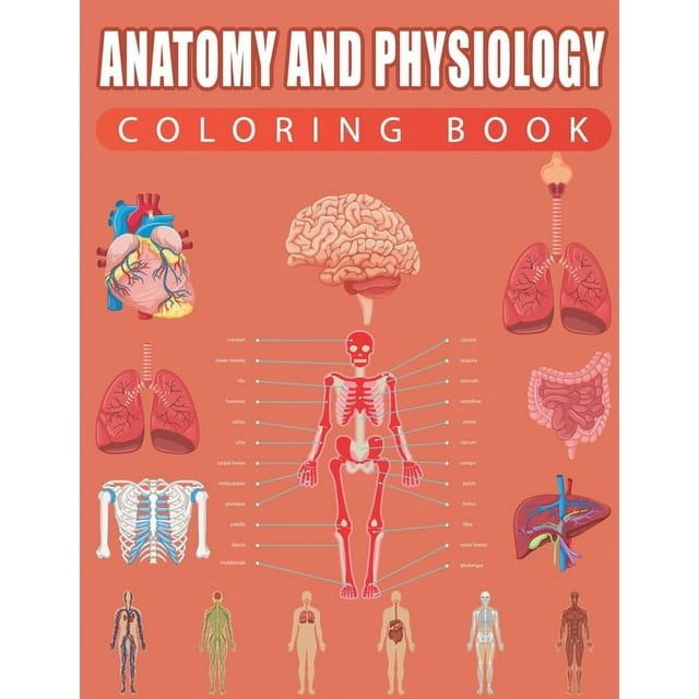 Anatomy and Physiology Coloring Book (Paperback) - Walmart.com