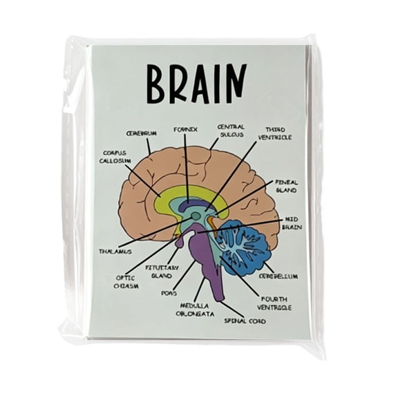 Anatomy and Physiology Study Set Flashcard Kit for Students Classroom Self Learning