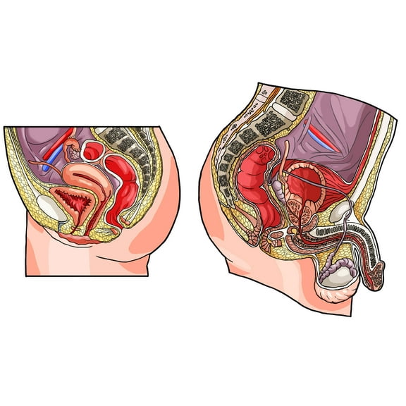 Anatomy of Human Body Photographic Print Poster Reproductive systems, Man-Woman