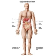 Anatomy of Human Digestive System Male Representation Poster Print, 22 x 35 - Large