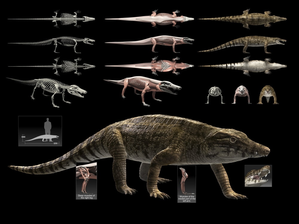 Anatomy of Uberabasuchus terrificus Canvas Art - Rodolfo NogueiraStocktrek Images (17 x 13)