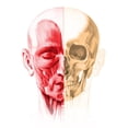 thumbnail image 1 of Anatomy of a male human head, with half muscles and half skull Poster Print by Leonello Calvetti/Stocktrek Images (11 x 17), 1 of 1