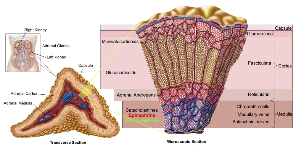 Anatomy of adrenal gland cross section Canvas Art - Stocktrek Images (20 x 10)