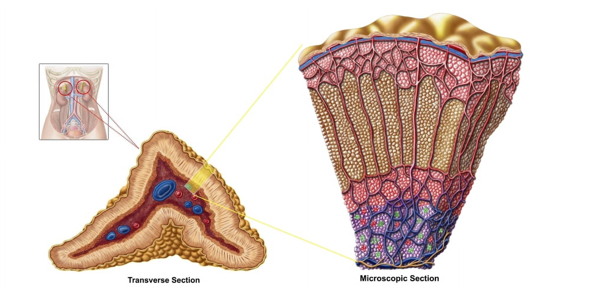 Anatomy of adrenal gland cross section Canvas Art - Stocktrek Images (40 x 20)