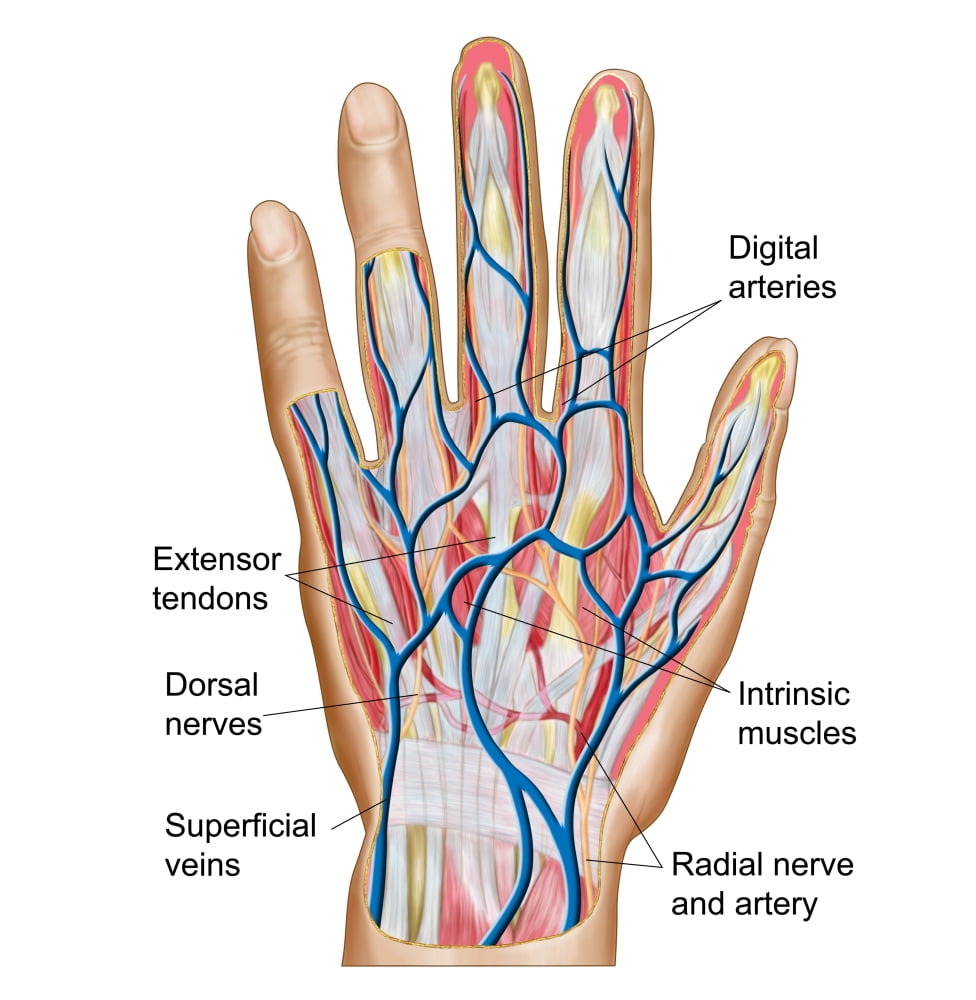 Anatomy of back of human hand Canvas Art - Stocktrek Images (28 x 29)
