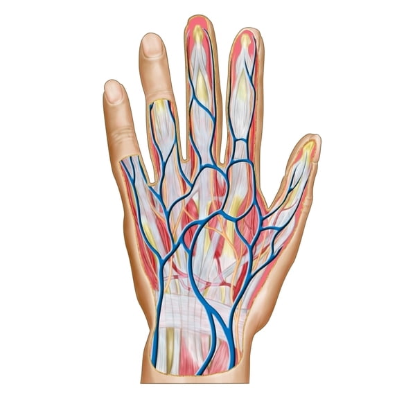 Anatomy of back of human hand Poster Print