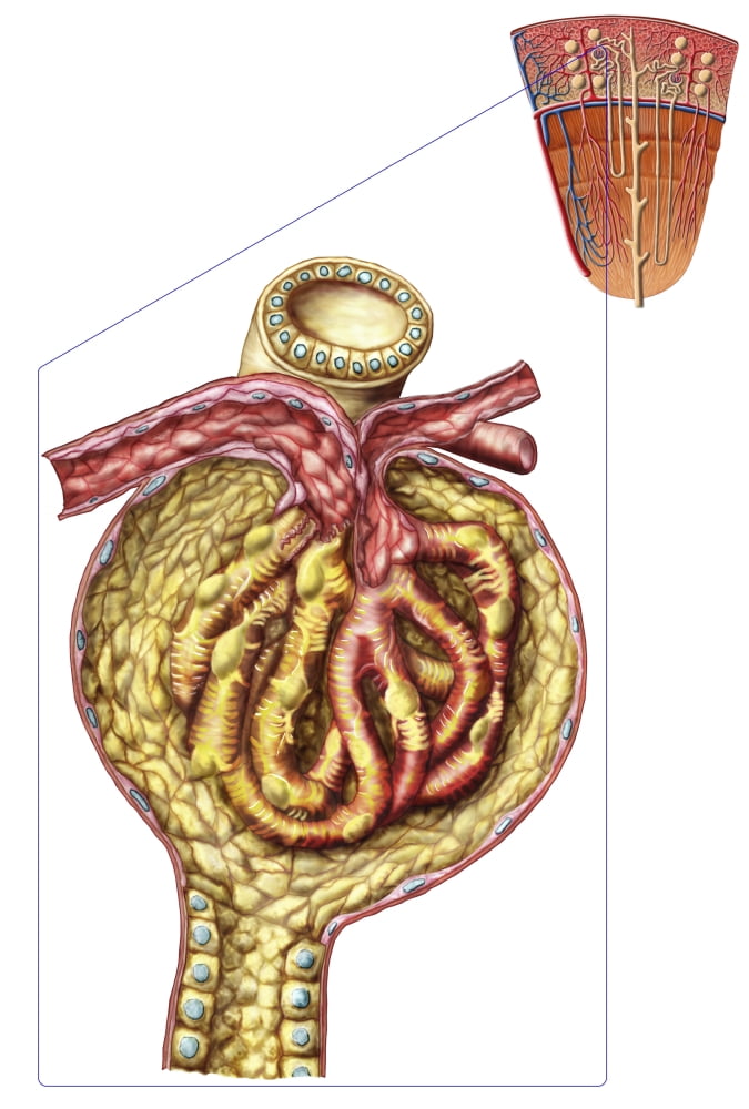 Anatomy of bowmans glomerular capsule Canvas Art - Stocktrek Images (12 x 18)