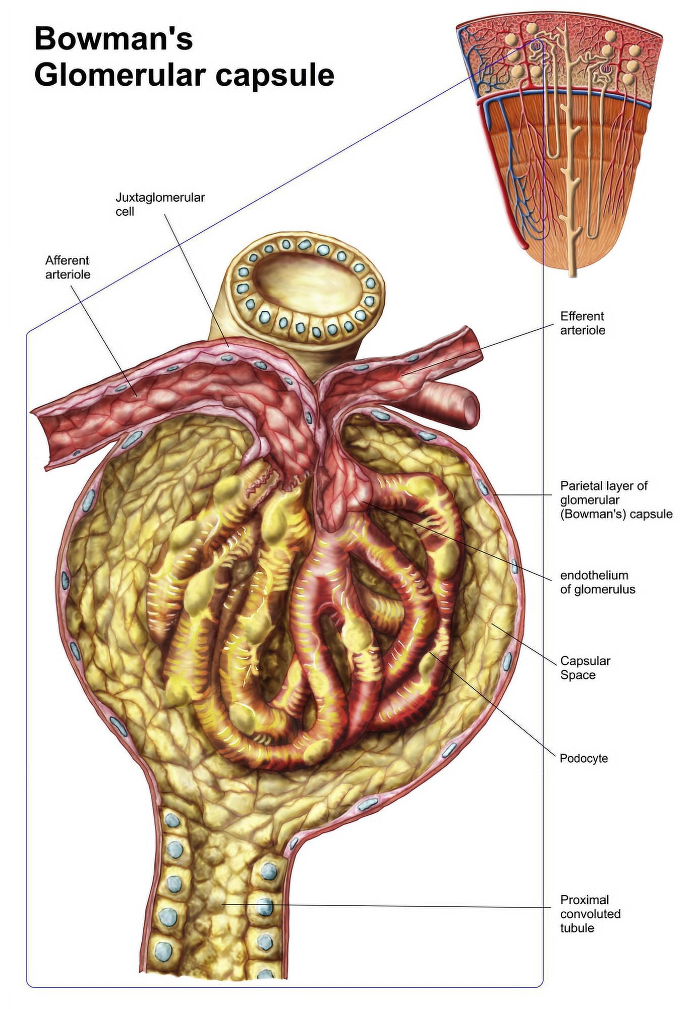 Anatomy of bowmans glomerular capsule Canvas Art - Stocktrek Images (24 x 34)