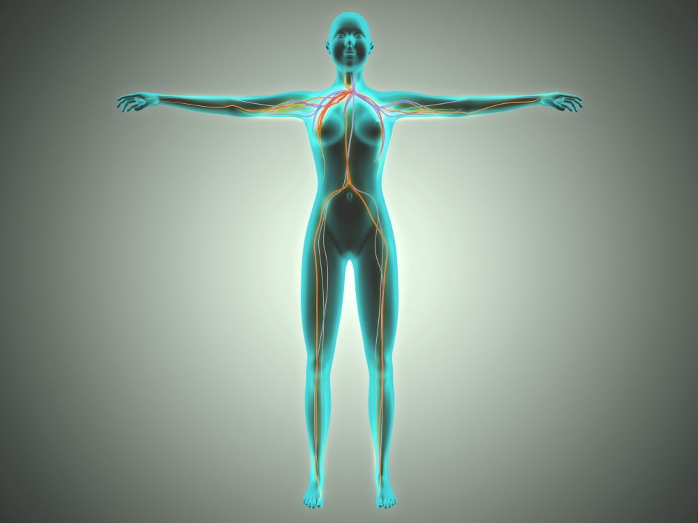 Anatomy of female body with arteries and veins Canvas Art - Stocktrek Images (33 x 25)