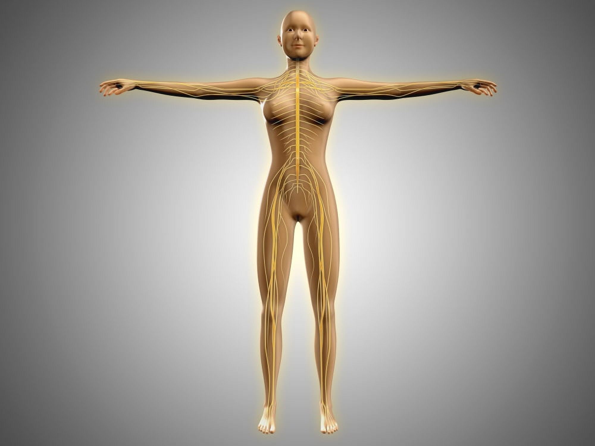 Anatomy of female body with nervous system Canvas Art - Stocktrek Images (33 x 25)