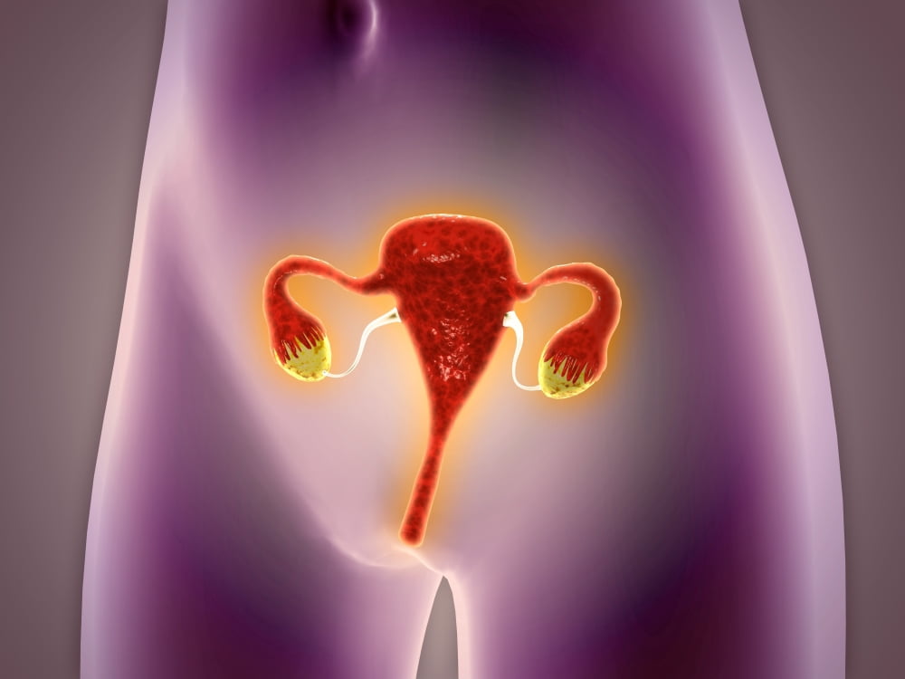 Anatomy of female body with uterus Canvas Art - Stocktrek Images (33 x 25)