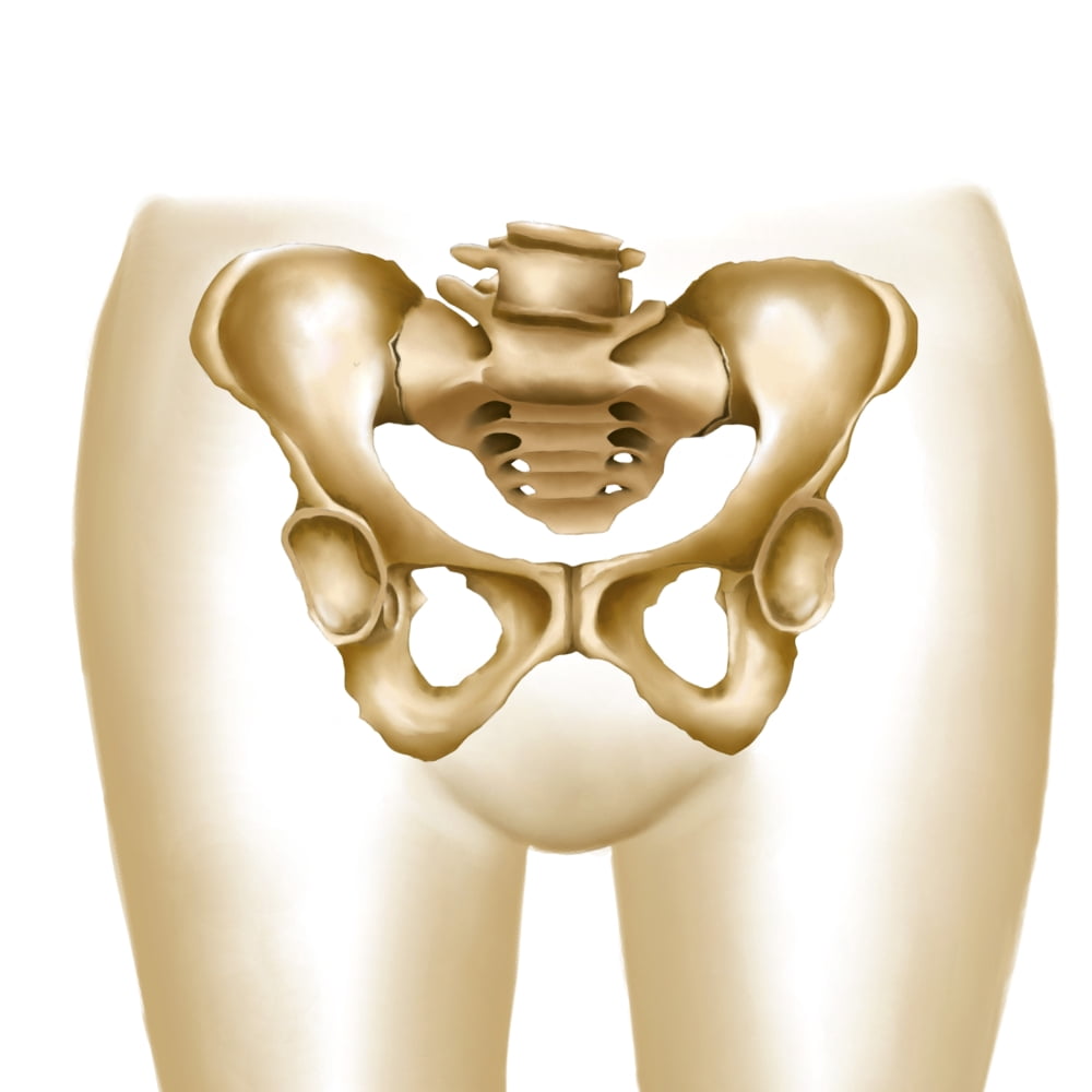 Anatomy of female hips and pelvic bones Canvas Art - Stocktrek Images (28 x 28)