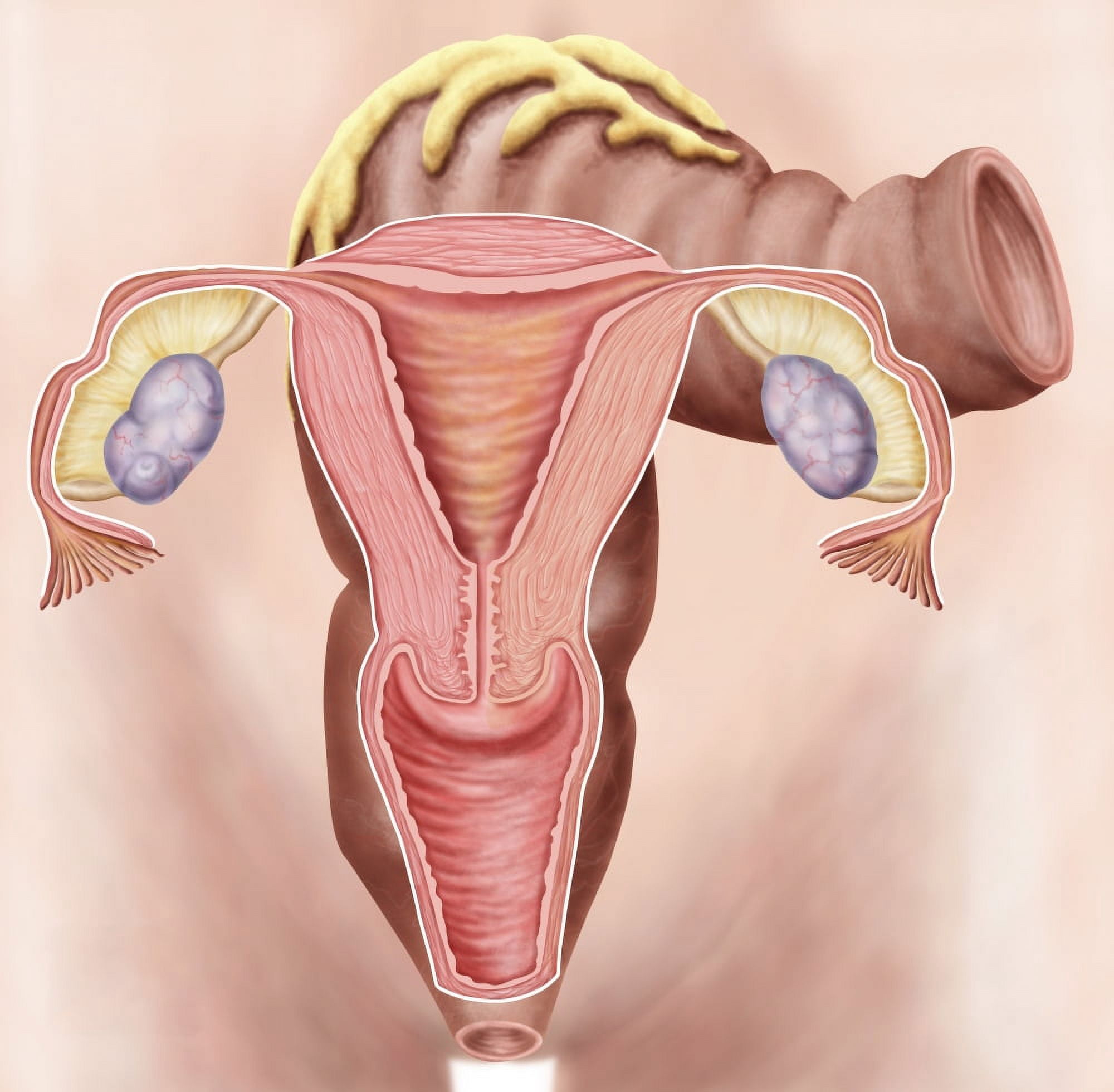 Anatomy of female reproductive system Canvas Art - Stocktrek Images (28 x 28)