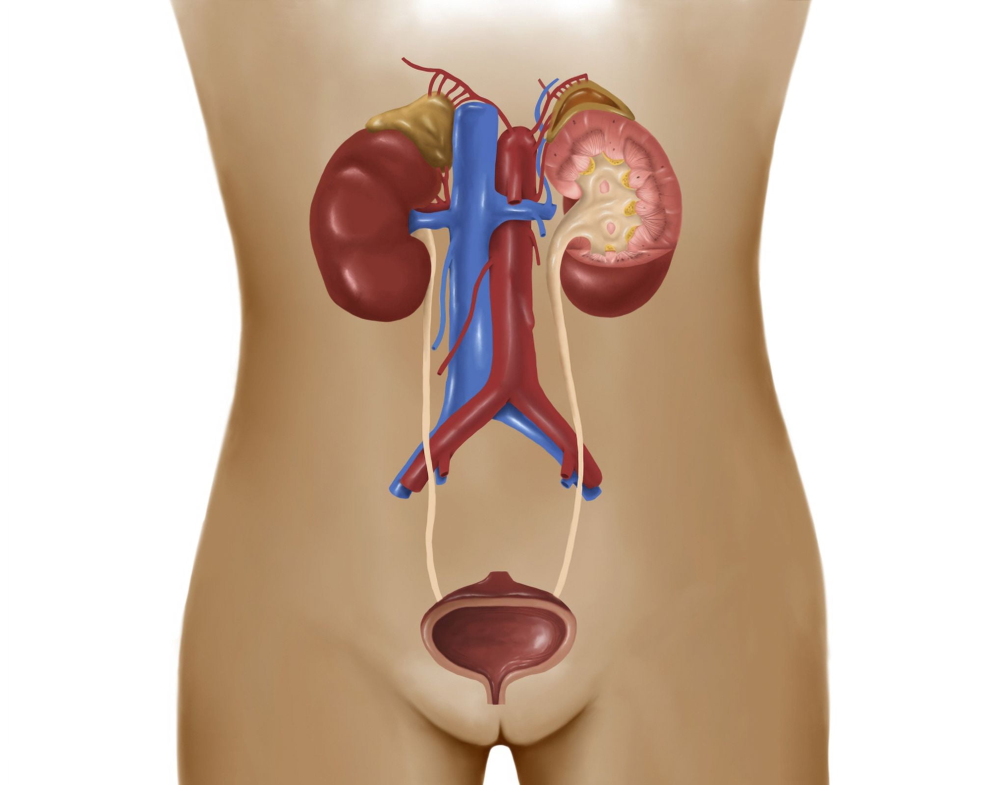 Anatomy of female urinary system Canvas Art - Stocktrek Images (32 x 26)