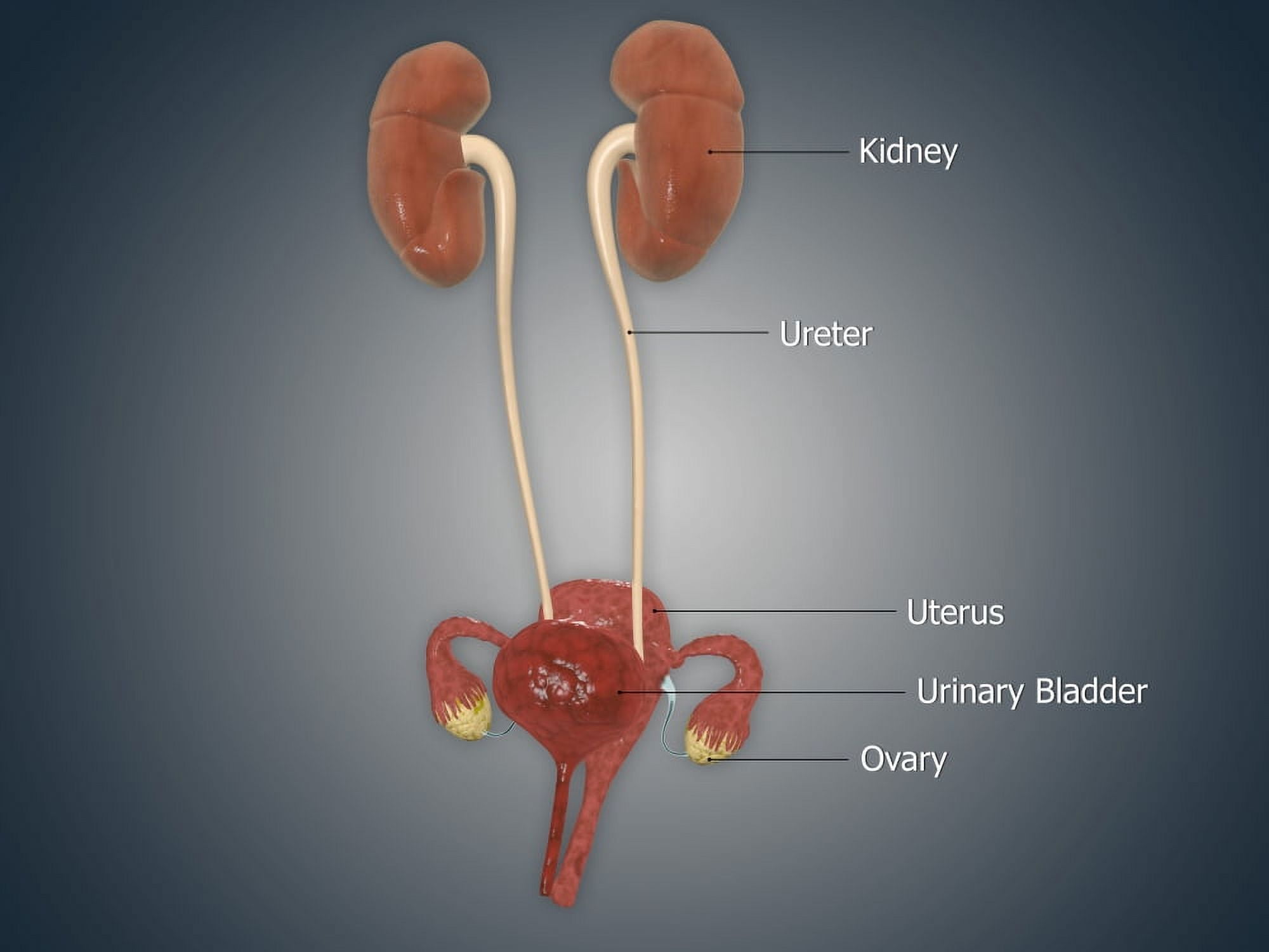 Anatomy of female uterus with ovaries kidney and bladder Canvas Art - Stocktrek Images (33 x 25)