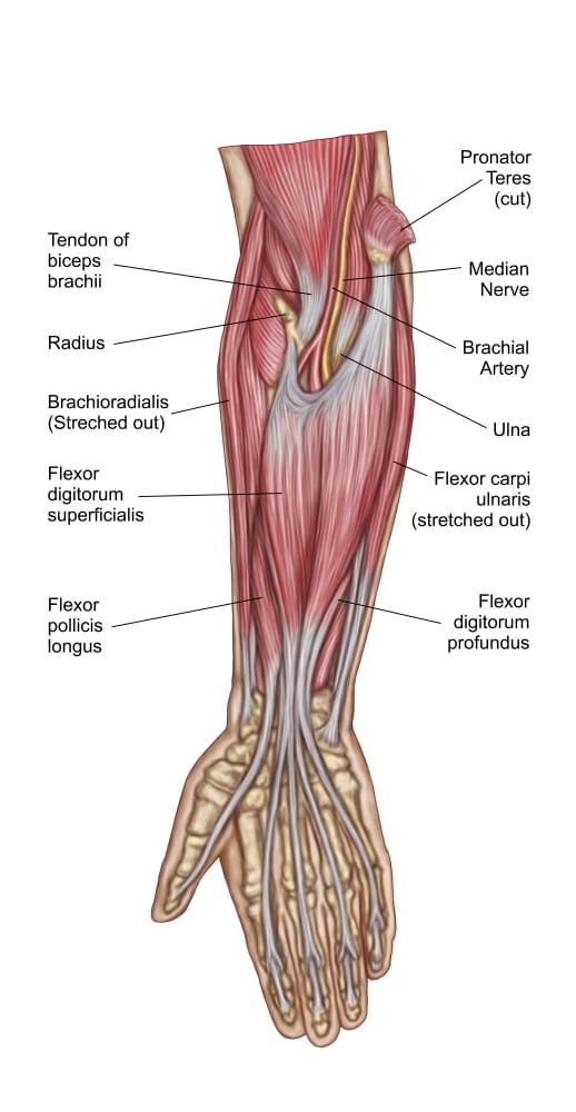 Anatomy of forearm muscles anterior view middle Canvas Art - Stocktrek Images (21 x 40)
