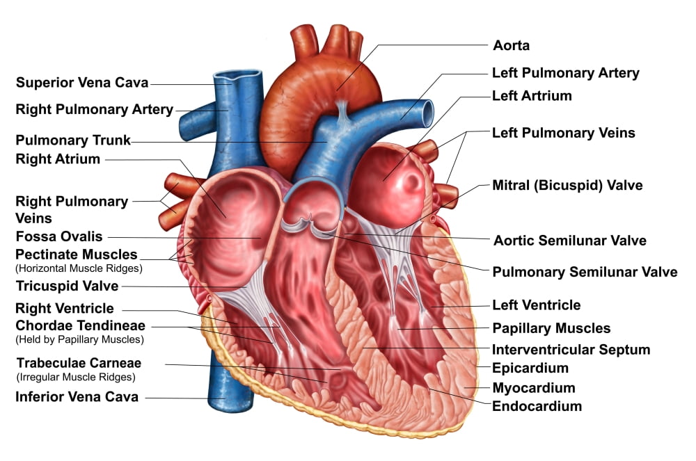 Anatomy of heart interior frontal section Canvas Art - Stocktrek Images (18 x 12)