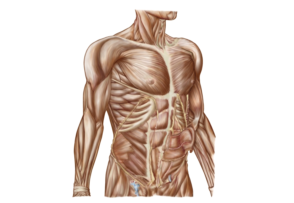 Anatomy of human abdominal muscles Canvas Art - Stocktrek Images (17 x 12)
