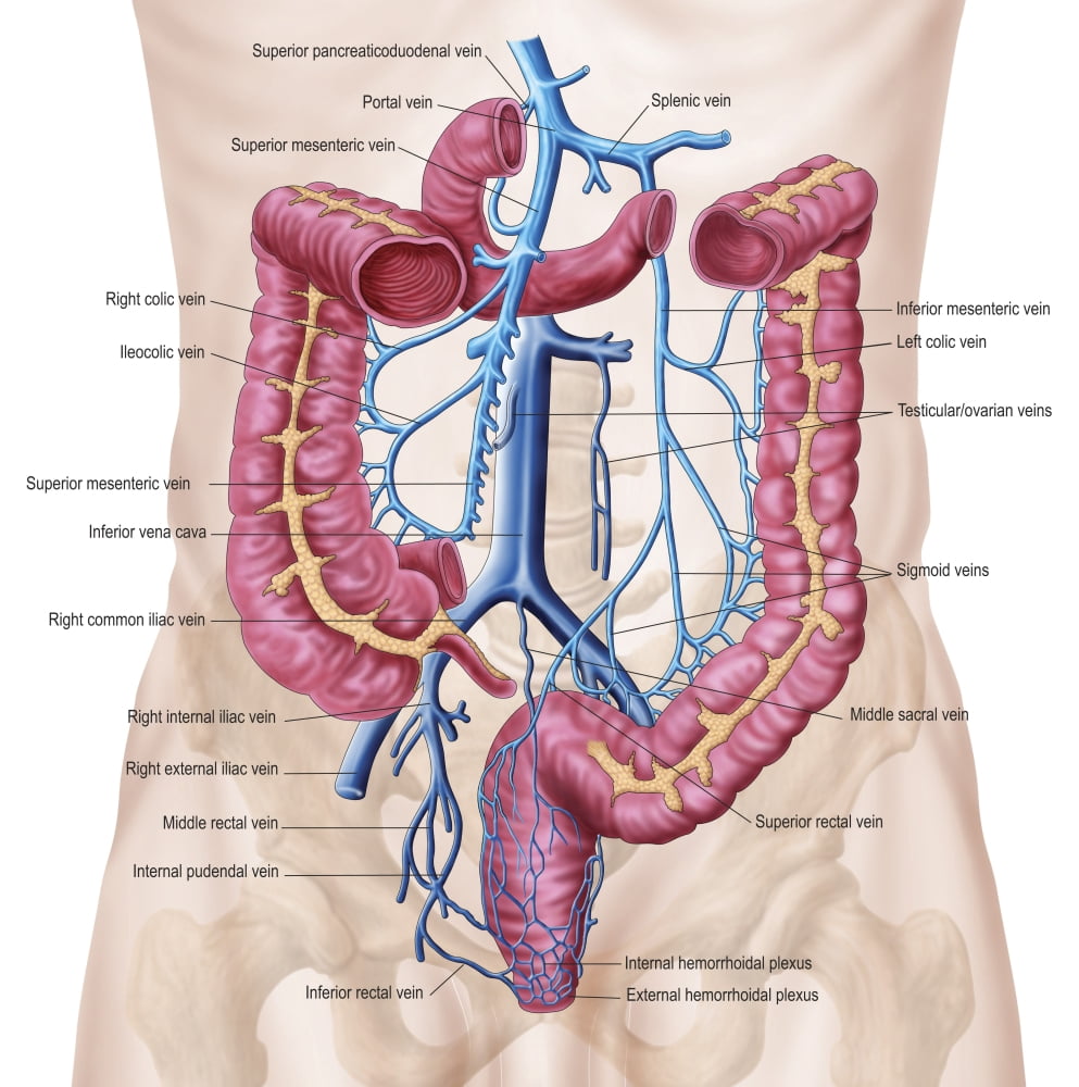 Anatomy of human abdominal vein system Canvas Art - Stocktrek Images (29 x 29)