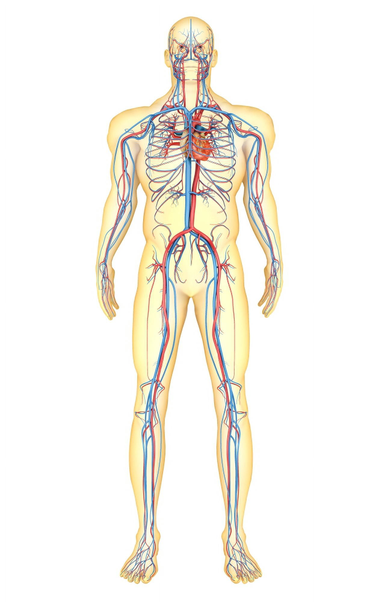 Anatomy of human body and circulatory system front view Canvas Art - Stocktrek Images (11 x 18)