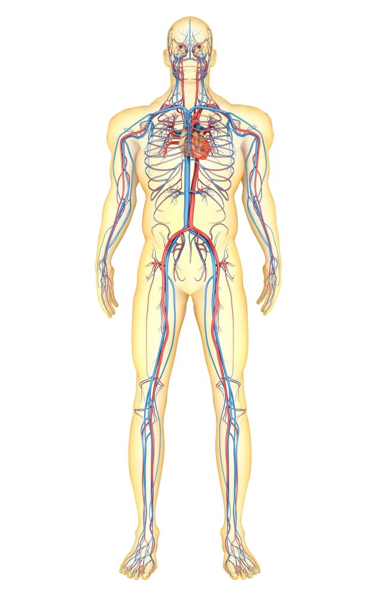 Anatomy of human body and circulatory system front view Canvas Art - Stocktrek Images (22 x 35)