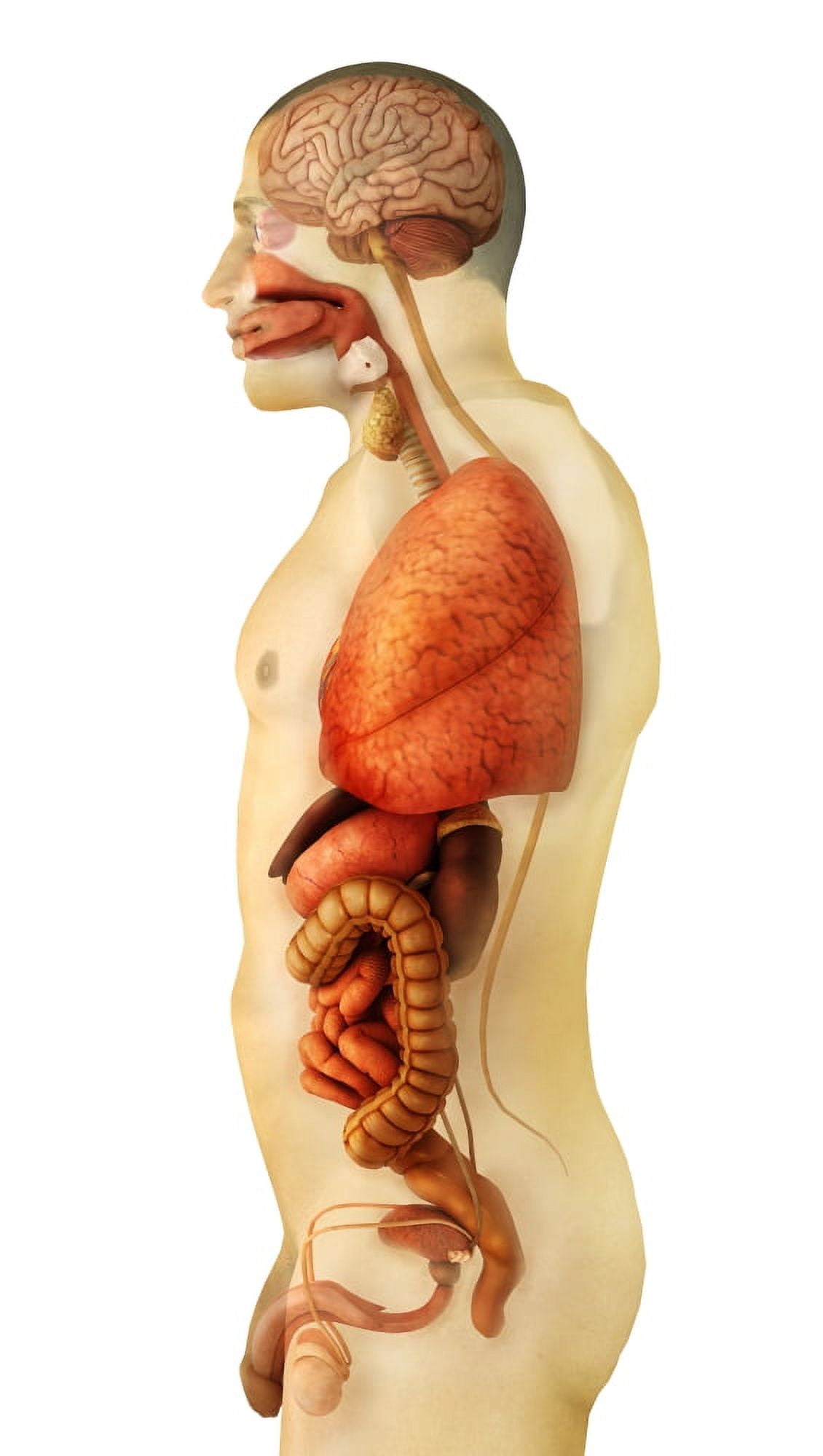 Anatomy of human body showing whole organs side view Canvas Art - Stocktrek Images (21 x 37)